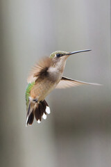 Ruby Throated hummingbird perched or hovering near a feeder in a residential back yard in Montgomery, Alabama.