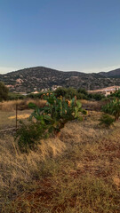 Dry Landscape with Cacti and Hills at Sunset