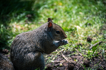 squirrel eating nut