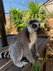 Ring tailed lemur sitting outdoors in a natural habitat