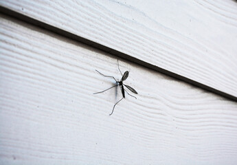 Crane fly up against white wall.