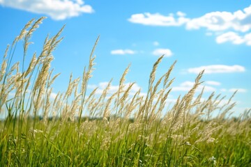 Obraz premium Tall Grass Swaying in the Wind Against a Blue Sky