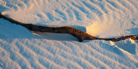 Drift Wood