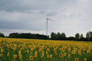 Sunflower field with windmill in the backdrop