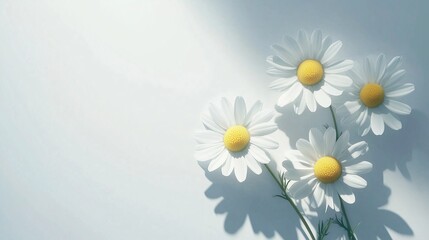 Chamomile flower  with natural shadow form sun light and white background