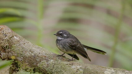 grey fantail perching on a branch at a lake barrine  in the rainforest of nth qld, australia