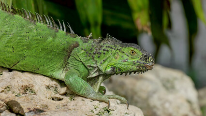close up of an invasive green iguana on a rock in a wildlife park at fort lauderdale of florida, usa