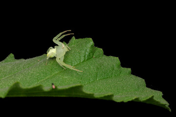 A close-up macro photo of a white crab spider camouflaged on a green leaf, perfect for nature, wildlife, and insect-themed designs. Black background