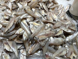 Anchovies displayed on ice at the grocery store.