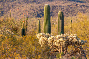 A colorful desert landscape with saguaro and cholla cactus in Tucson, Arizona