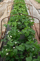 Bed with blooming strawberries in spring. Strawberry blossom, Organic Gardening. Plant care in the garden. Watering strawberries.