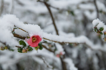 Spring buds and flowers on tree covered by snow. Selective focus