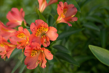 A branch of an alstroemeria flower against the background of sunset rays. Blooming alstroemeria. Floral background, selective focus.