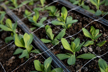 Eustoma flowers seedlings in the greenhouse. Automatic watering system. Young flower plants growing in a greenhouse. Agricultural greenhouses. Agricultural flower industry. Selective focus.