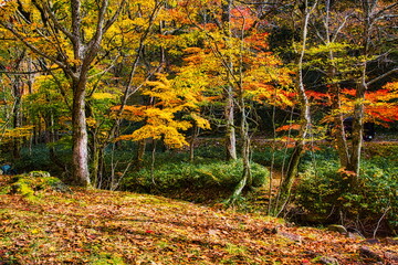 飛騨の山地では秋になると紅葉で渓谷が最も美しくなります