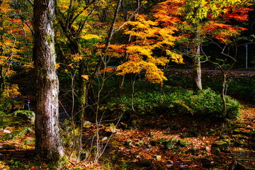 飛騨の山地では秋になると紅葉で渓谷が最も美しくなります