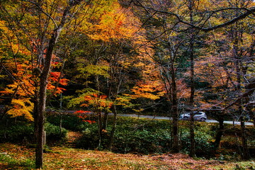 飛騨の山地では秋になると紅葉で渓谷が最も美しくなります