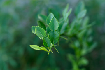 Fresh Kaffir Lime Leaves on the Tree