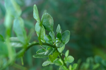 Fresh Kaffir Lime Leaves on the Tree