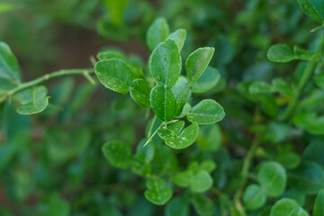 Fresh Kaffir Lime Leaves on the Tree