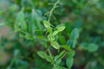 Fresh Kaffir Lime Leaves on the Tree