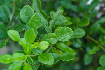 Fresh Kaffir Lime Leaves on the Tree
