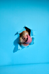 A Nova Scotia Duck Tolling Retriever sticks its nose through a blue paper backdrop, showing a...