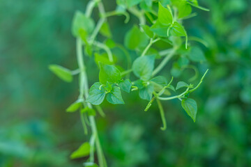 Leaves and Stems of Peperomia pellucida Plant