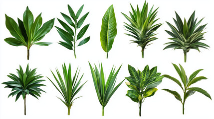 Obraz premium Collection of various tropical green leaves on white background for botanical and nature themes