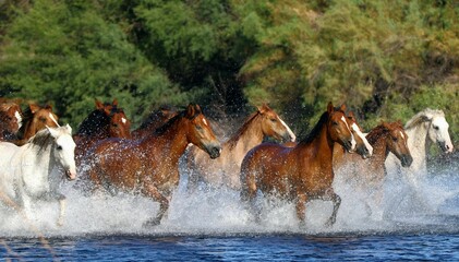 Wild Horses Running in River 