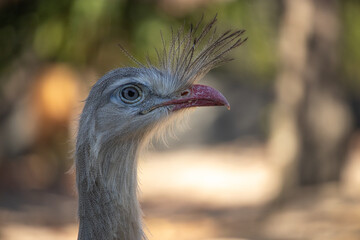 Cariama Cristata. The red-legged seriema is a predatory terrestrial bird in the family Cariamidae....