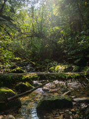 Fototapeta premium river in the forest