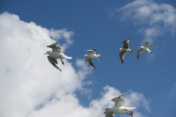 Seagulls soaring in clear blue sky with fluffy clouds, capturing a sense of freedom and peacefulness