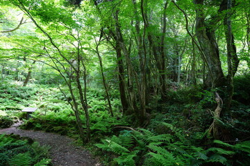 refreshing spring forest with path