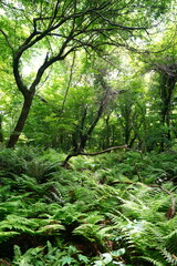 spring primeval forest with ferns and mossy trees