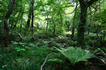 spring primeval forest with ferns and mossy trees