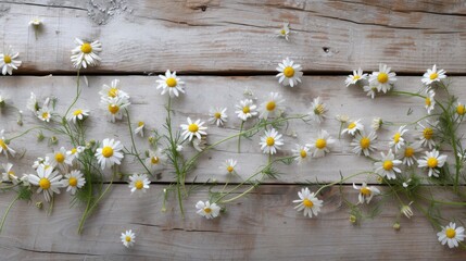 Obraz premium Delicate White Daisies on Rustic Wooden Background