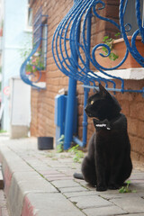 A black cat is sitting calmly and quietly on a charming cobblestone pathway in the city