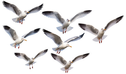 Obraz premium Close Up To a Flock of Flying seagull birds PNG isolated on white and transparent background - Coastal Marine Seabird