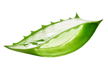 Close Up To an Aloevera Slice PNG isolated on white and transparent background - Organic Aloe vera piece leaf pulp For Skin Care Advertising Concept