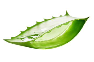 Close Up To an Aloevera Slice PNG isolated on white and transparent background - Organic Aloe vera piece leaf pulp For Skin Care Advertising Concept