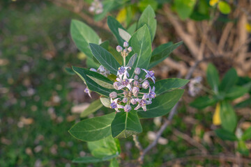 Calotropis gigantea, the crown flower