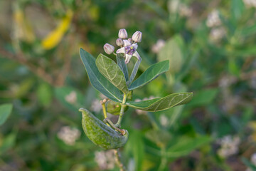 Calotropis gigantea, the crown flower
