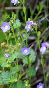 Blue Sticky Scorpionflower, Phacelia Viscida Variety Viscida, an alluring native monoclinous annual herb displaying terminal scorpioid cyme inflorescences during Spring in the Santa Monica Mountains.