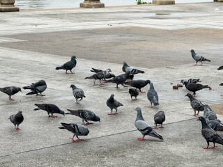 Fototapeta premium pigeons in the park