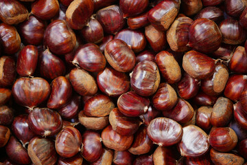 An upclose view of Glossy Chestnuts beautifully displayed in their natural outdoor setting