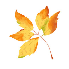 Autumn leaves of decorative grapes. Watercolor digital color illustration.