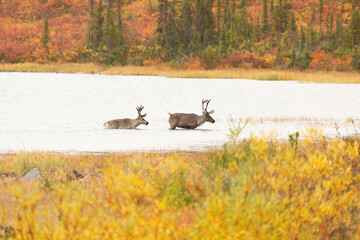 Caribou bulls waiting for the cows to arrive before the rut begins