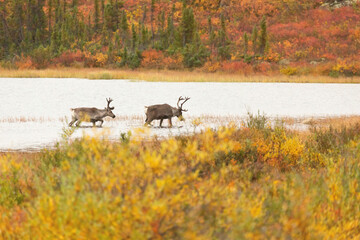 Caribou bulls waiting for the cows to arrive before the rut begins