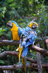 blue and yellow macaw